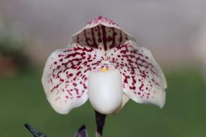 Paphiopedilum leucochilum