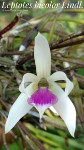 Leptotes bicolor