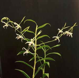 Dendrobium antennatum