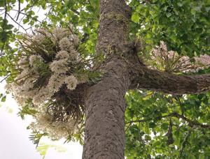 Dendrobium signatum