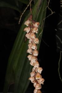 Coelogyne imbricata