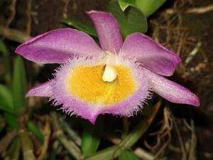 Dendrobium loddigesii