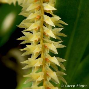 Coelogyne mearnsii