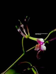 Epidendrum melanoporphyreum
