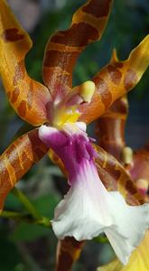 Miltonia clowesii