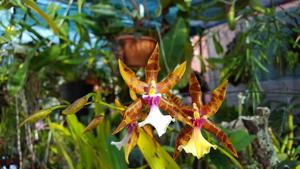 Miltonia clowesii