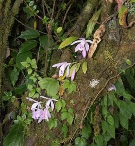 Pleione praecox