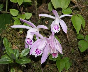 Pleione praecox