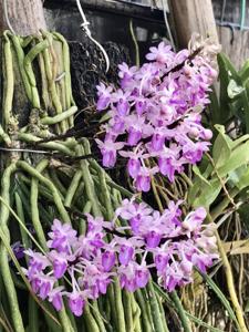 Seidenfadenia mitrata