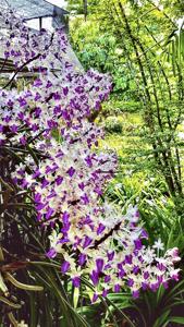 Seidenfadenia mitrata