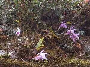 Pleione praecox