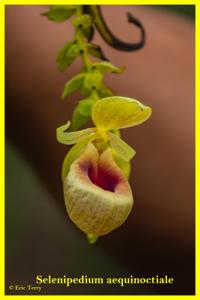 Selenipedium aequinoctiale