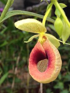 Selenipedium aequinoctiale