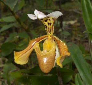 Paphiopedilum gratrixianum