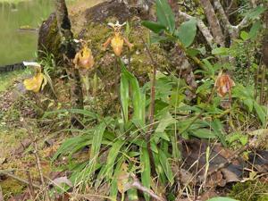 Paphiopedilum gratrixianum