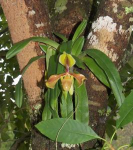 Paphiopedilum villosum