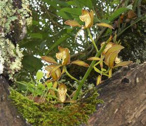 Cymbidium tracyanum