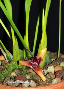 Maxillaria desvauxiana