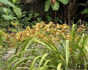 Cymbidium tracyanum