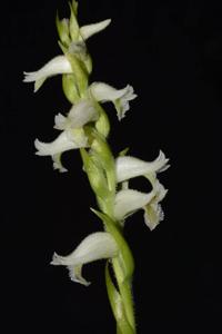 Spiranthes odorata