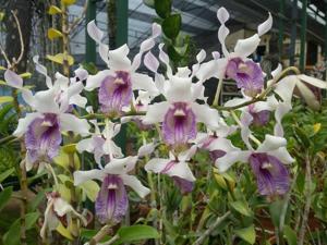 Dendrobium nindii