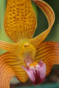 Bulbophyllum claptonense