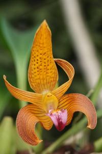Bulbophyllum claptonense