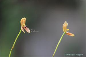 Maxillaria lineolata