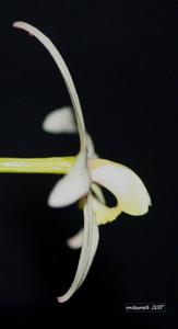 Cattleya fournieri