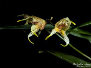 Masdevallia pachyura