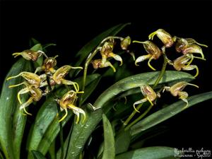 Masdevallia pachyura