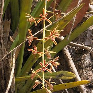 Cymbidium aloifolium