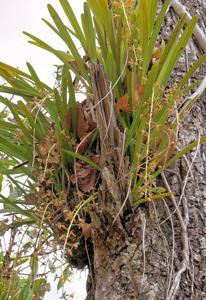 Cymbidium aloifolium