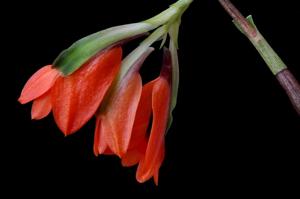 Dendrobium vexillarius