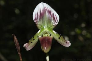 Paphiopedilum callosum