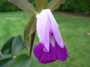 Cattleya dormaniana