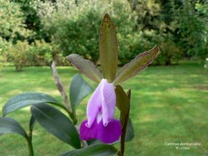 Cattleya dormaniana