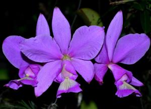 Cattleya nobilior