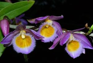 Dendrobium loddigesii