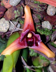 Maxillaria desvauxiana