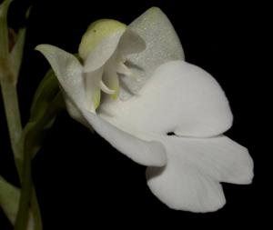Habenaria carnea