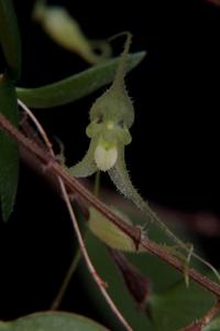 Gravendeelia chamaelepanthes