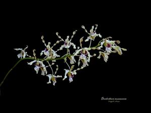 Dendrobium mussauense