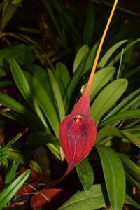 Masdevallia ayabacana