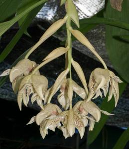 Stanhopea oculata