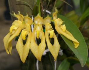 Bulbophyllum annandalei