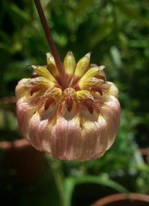 Bulbophyllum auratum