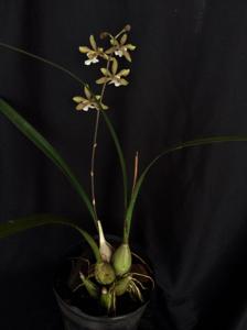 Encyclia randii