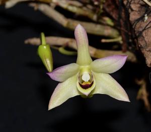 Dendrobium flexicaule