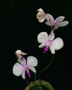 Phalaenopsis lowii